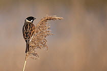 Common reed bunting (Emberiza schoeniclus), male, perched on reed.  Cley Marshes, Norfolk, UK. March.