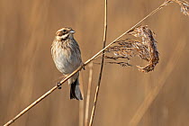Common reed bunting (Emberiza schoeniclus), female, perched on reed.  Cley Marshes, Norfolk, UK. March.