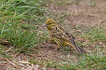 Yellowhammer (Emberiza citrinella), female, gathering dried strands of grass for nest.  Maidscross Hill nature reserve, Suffolk, UK. April.