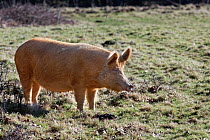 Tamworth pig (Sus domesticus) standing in grassland, Knepp Estate, Sussex, UK. February.