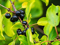 Buckthorn (Rhamnus catharticus) berries, Radipole Lane RSPB Reserve, Weymouth, Dorset, England, UK. September.
