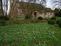 Snowdrops (Galanthus nivalis) fowering in the grounds of Holy Trinity Church, Turners Puddle, Dorset, England, UK. February.
