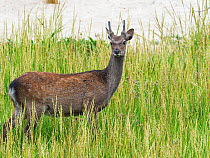Sika deer (Cervus nippon) juvenile stag, standing in tall coastal grass, Arne RSPB Reserve, Isle of Purbeck, Dorset, England, UK. August.