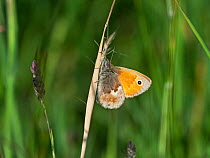 Small heath butterfly (Coenonympha pamphilus) resting on a grass stem, Clubman's Down, near Compton Abbas, Dorset, England, UK. June.