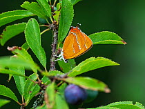 Brown hairstreak butterfly (Thecla betulae) female, resting on Blackthorn (Prunus spinosa), Alners Gorse Reserve, Dorset, England, UK. August.