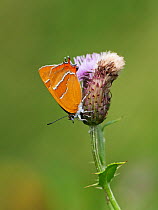 Brown hairstreak butterfly (Thecla betulae) nectaring on Creeping thistle (Cirsium arvense) flower, Alners Gorse Reserve, Dorset, England, UK. August.