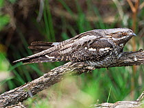European nightjar (Caprimulgus europaeus) day roosting in tree, New Forest National Park, Hampshire, England, UK. June.