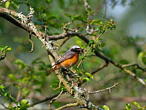Common redstart (Phoenicurus phoenicurus) male, perched on branch with with food for chicks in beak, New Forest National Park, Hampshire, England, UK. May.