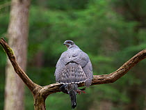 Northern goshawk (Accipiter gentilis) male, perched on branch mantling prey, New Forest National Park, Hampshire, England, UK. February.