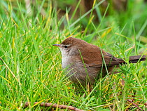 Cetti's warbler (Cettia cetti) standing in grass, Ham Wall RSPB Reserve, Somerset, England, UK. March.