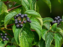 Dogwood (Cornus sanguinea) berries, Steart Marshes Nature Reserve, Somerset, England, UK. August.