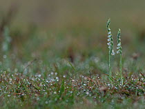 Autumn lady's tresses orchid (Spiranthes spiralis) flowering on dew covered grassland, Wilverley Plain, New Forest National Park, Hampshire, England, UK. August.