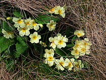 Primrose (Primula vulgaris) flowering on coastal cliffs, Isle of Lewis, Outer Hebrides, Scotland, UK. May.