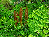 Royal fern (Osmunda regalis), Stoborough Heath National Nature Reserve, Isle of Purbeck, England, UK. July.