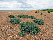 Sea kale (Crambe maritima) growing on shingle beach, Chesil Beach, Dorset, England, UK. July.