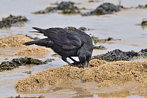 Carrion crow (Corvus corone ) feeding on Honeycomb worms (Sabellaria alveolata) on beach at low tide, Penrhyn Bay, Conwy, North Wales, UK. March.
