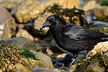 Carrion crow (Corvus corone ) feeding on Winkles (Littorina littorea) at low tide amongst seaweed,  Penrhyn Bay, Conwy, North Wales, UK. April.