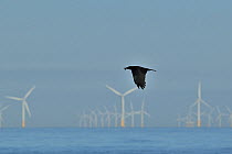 Carrion crow (Corvus corone ) in flight carrying Winkle (Littorina littorea) in beak, with wind farm in background, Penrhyn Bay, Conwy, North Wales, UK. January.