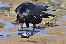 Carrion crow (Corvus corone ) feeding on Mussel (Mytilus edulis) in tidal pool, Penrhyn Bay, Conwy, North Wales, UK. March.