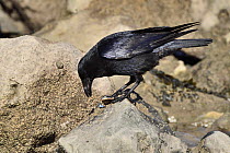 Carrion crow (Corvus corone ) perched on rocks, feeding on Mussel (Mytilus edulis), Penrhyn Bay, Conwy, North Wales, UK. March.