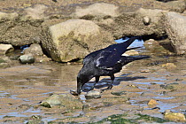 Carrion crow (Corvus corone ) feeding on Mussel (Mytilus edulis) in tidal pool, Penrhyn Bay, Conwy, North Wales, UK. March.