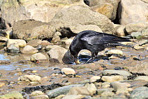 Carrion crow (Corvus corone ) feeding on Mussel (Mytilus edulis) in tidal pool,  Penrhyn Bay, Conwy, North Wales, UK. March.