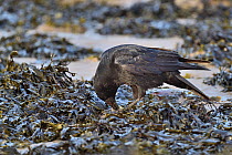 Carrion crow (Corvus corone ) feeding on Limpet (Patella vulgata), standing among seaweed at low tide, Penrhyn Bay, Conwy, North Wales, UK. March