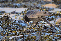 Carrion crow (Corvus corone ) feeding on Limpet (Patella vulgata), standing among seaweed at low tide, Penrhyn Bay, Conwy, North Wales, UK. March.
