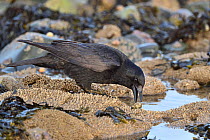 Carrion crow (Corvus corone ) feeding on Limpet (Patella vulgata) on rocky shore, Penrhyn Bay, Conwy, North Wales,  UK. March.