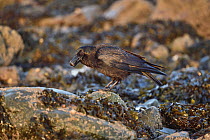 Carrion crow (Corvus corone ) with Winkle (Littorina littorea) in beak, foraging on shore at low tide,  Penrhyn Bay, Conwy, North Wales, UK. March.