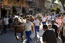 Rare Comtois horses, attached one behind another, pulling decorated cart, galloping through streets, for St Eloi, patron of farmers and draft horses.  Maussane Les Alpilles, Provence, France. 2022.