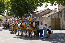 Rare Comtois horses, attached one behind another, pulling decorated cart for St Eloi, patron of farmers and draft horses.  Maussane Les Alpilles, Provence, France. 2022.