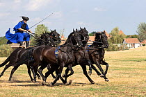 Csikos man, mounted herdsman found on the  puzta, the Great plain of Hungary, standing on the backs of two horses  doing famous   Hungarian post galloping  with five rare breed  Nonius horses.   Hort...