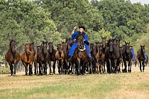 Csikos man, mounted herdsman found on the puzta, Great plain of Hungary, herding rarebreed  Nonius horses.  Hortobagy National Park, Hungary. 2022.