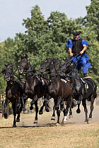 Csikos man, mounted herdsman found on the  puzta, the Great plain of Hungary, standing on the backs of two horses  doing famous   Hungarian post with five rare breed  Nonius horses.   Hortobagy Natio...