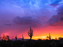 Saguaro cacti (Carnegiea gigantea) silhouetted against a monsoon storm sunset and lightning, with Picacho Peak on the horizon, Sonoran Desert, Arizona, USA, July, 2022. Stacked images made in rapid su...