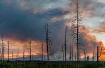 Charred trees silhouetted against smoke billowing from wildfire started by lightning, Kaibab National Forest, near North Rim of Grand Canyon National Park, Arizona, USA. July, 2019.