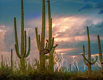 Saguaro cacti (Carnegiea gigantea) after sunset with strong monsoon lightning storm cell over Avra Valley, Saguaro National Park, Tucson Mountains, Arizona, USA. June.
