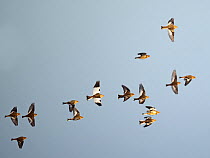 Snow bunting (Plectrophenax nivalis) flock in flight, Cley, Norfolk, UK. January.