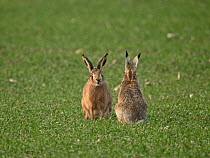 Pair of Brown hares (Lepus europaeus) sitting face to face, one poking out its tongue, Norfolk, UK. February.