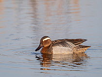 Garganey (Spatula querquedula) male, on water, Cley, North Norfolk, UK. March.