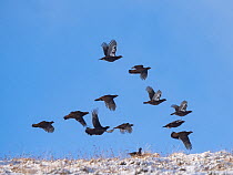 Red grouse (Lagopus lagopus scotica) flock in flight over snow-covered hillside in winter, Cairngorms National Park, Scottish Highlands, UK. January.