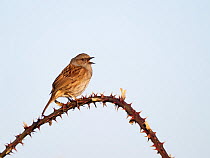Dunnock (Prunella modularis) perched on thorny branch in song, Norfolk, UK. March.