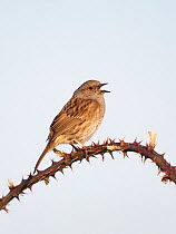 Dunnock (Prunella modularis) perched on thorny branch in song, Norfolk, UK. March.