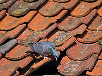 Stock dove (Columba oenas) male, at entrance to nest site in barn roof, North Norfolk, UK. March.