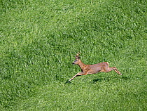 Roe deer (Capreolus capreolus) buck, running through through field, Carrbridge, Scottish Highlands, UK. May.