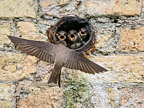 Sand martin (Riparia riparia) arriving at entrance to nest made in drainage pipe in a wall, with three hungry chicks waiting to be fed, Fairburn Ings RSPB Reserve, Yorkshire, UK. June.
