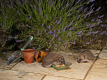 Two Hedgehogs (Erinaceus europaeus) feeding from tray of food left for them on garden patio, North Norfolk, UK. July.
