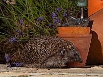 Hedgehog (Erinaceus europaeus) on a garden patio at night, North Norfolk, UK. July.