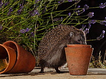 Hedgehog (Erinaceus europaeus) foraging in a flowerpot on a garden patio at night, North Norfolk, UK. July.